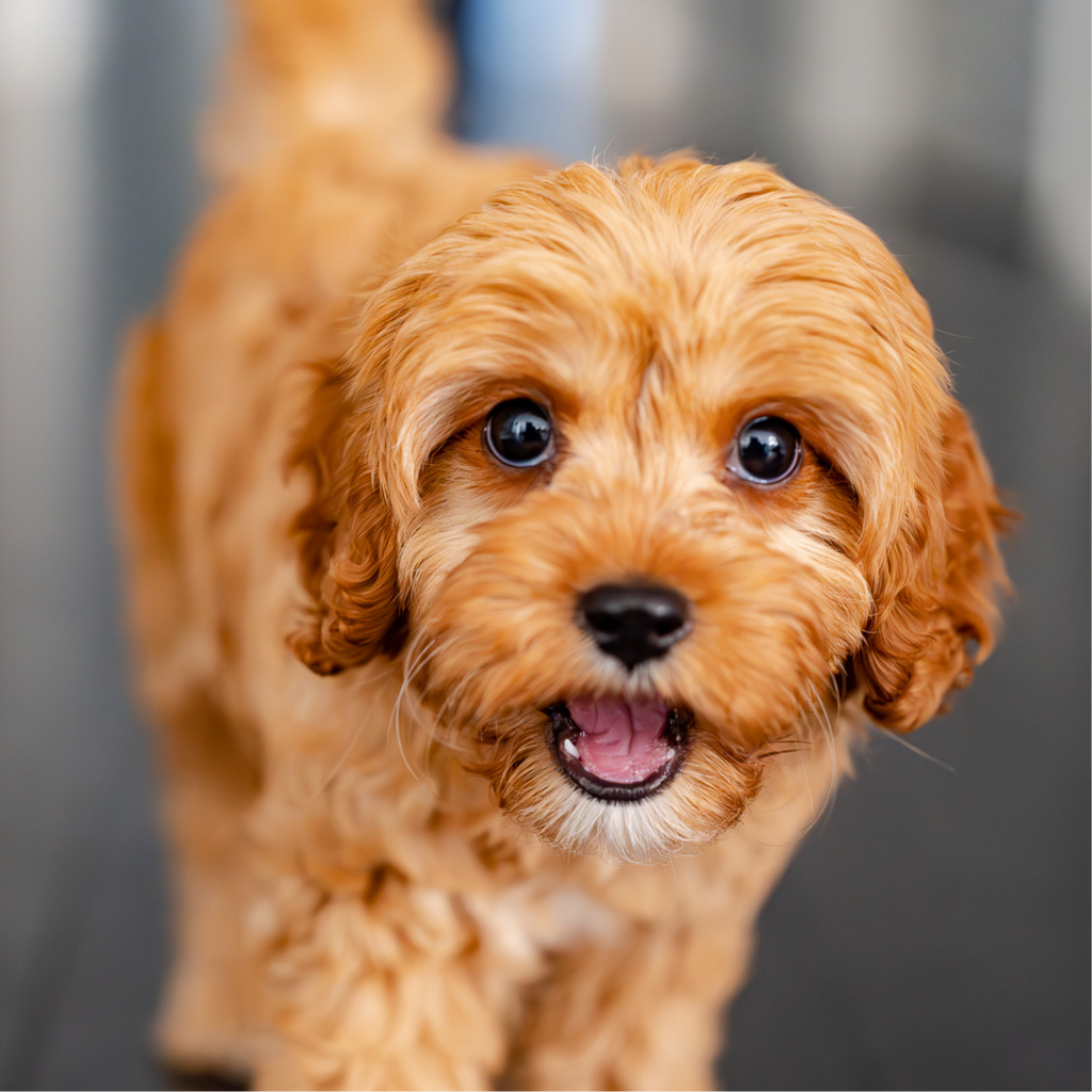 Updated list of the Top 10 Cavoodle Names in Australia 2023