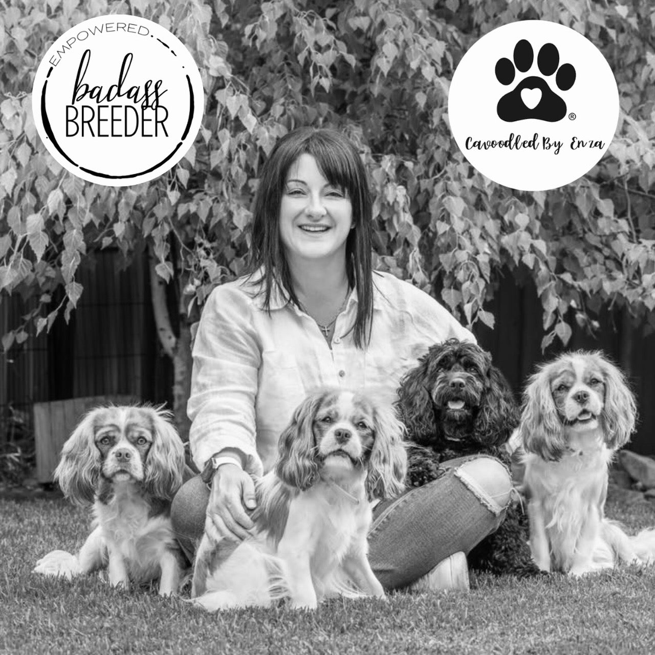 What is a puppy curriculum and is it important when looking for a cavoodle breeder?