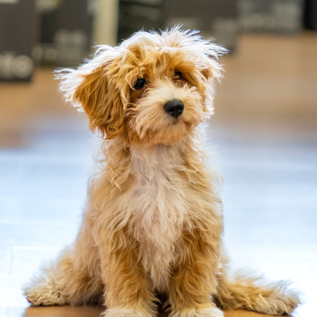 How supplements can help your cavoodle live a longer, healthier life