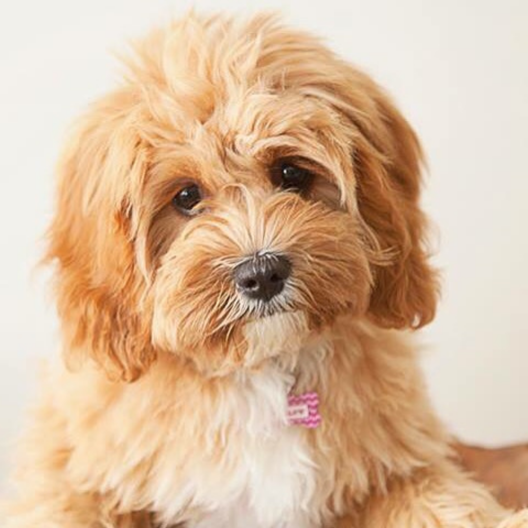 Why Ethical Breeding Matters (and How It Impacts Your Cavoodle Puppy’s Health Future)