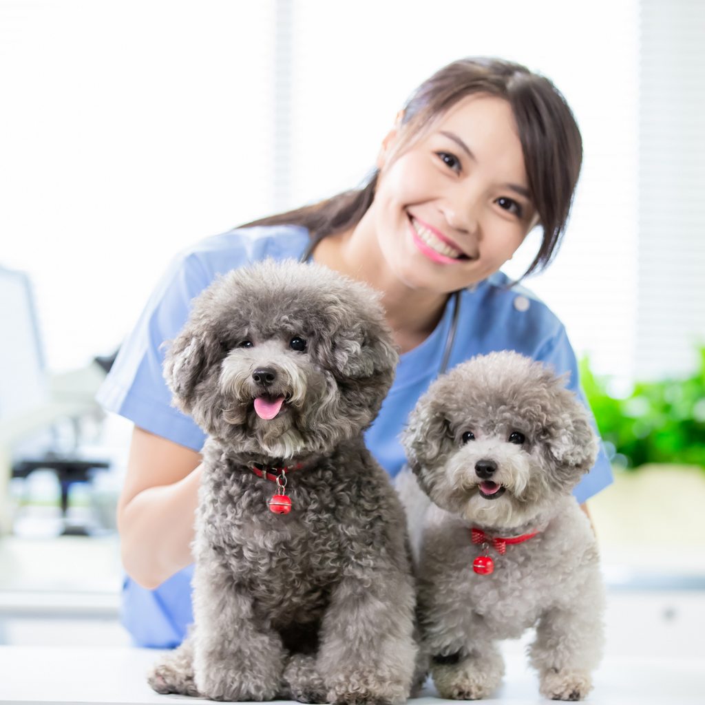 The real cost of cavoodle vet bills. Why pet insurance could save your butt.