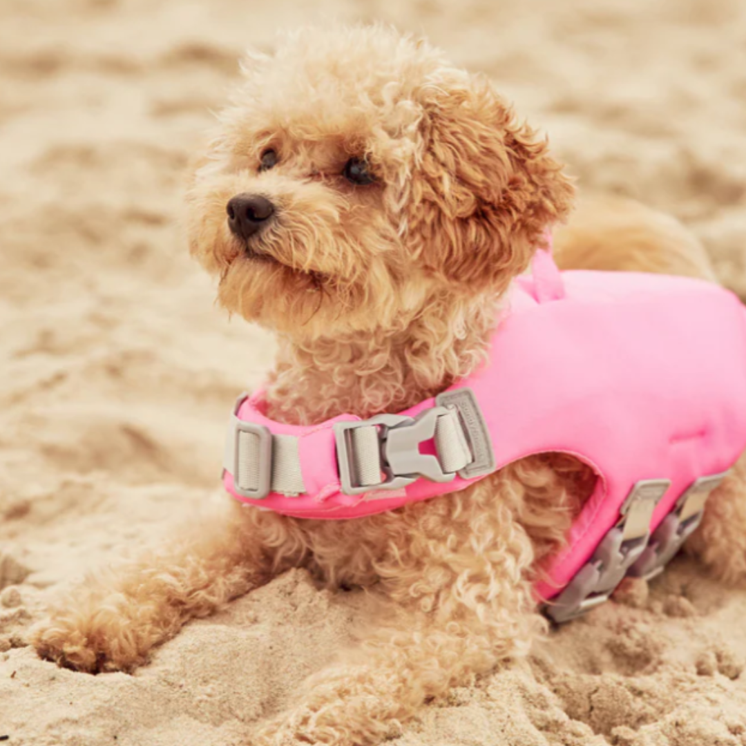 Splish, Splash: Keeping Your Cavoodle Safe Around Water