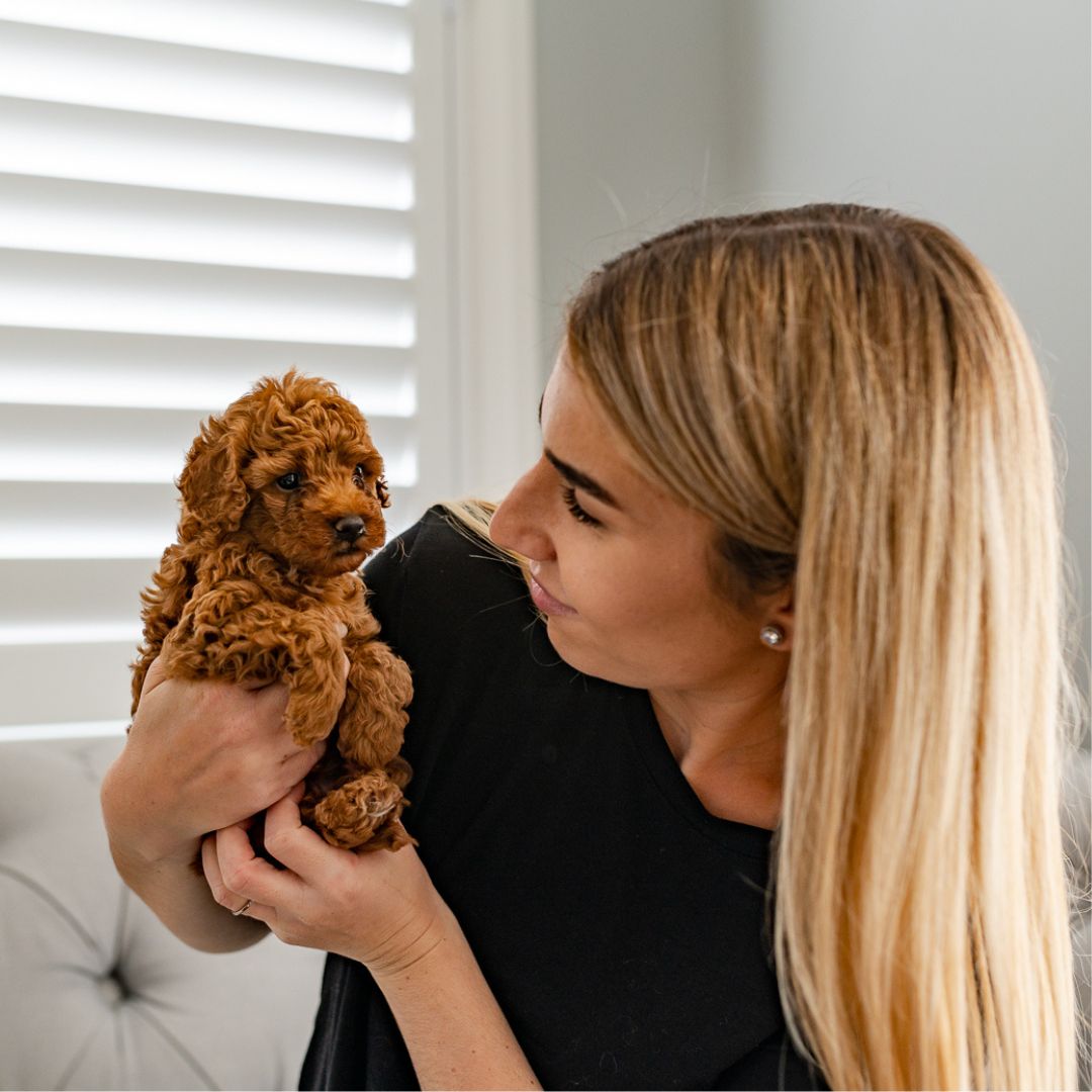 How to prepare your home for a Cavoodle puppy