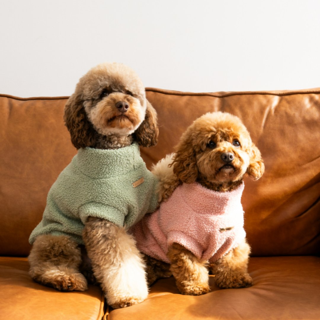 How to Keep Your Cavoodle Warm in Winter