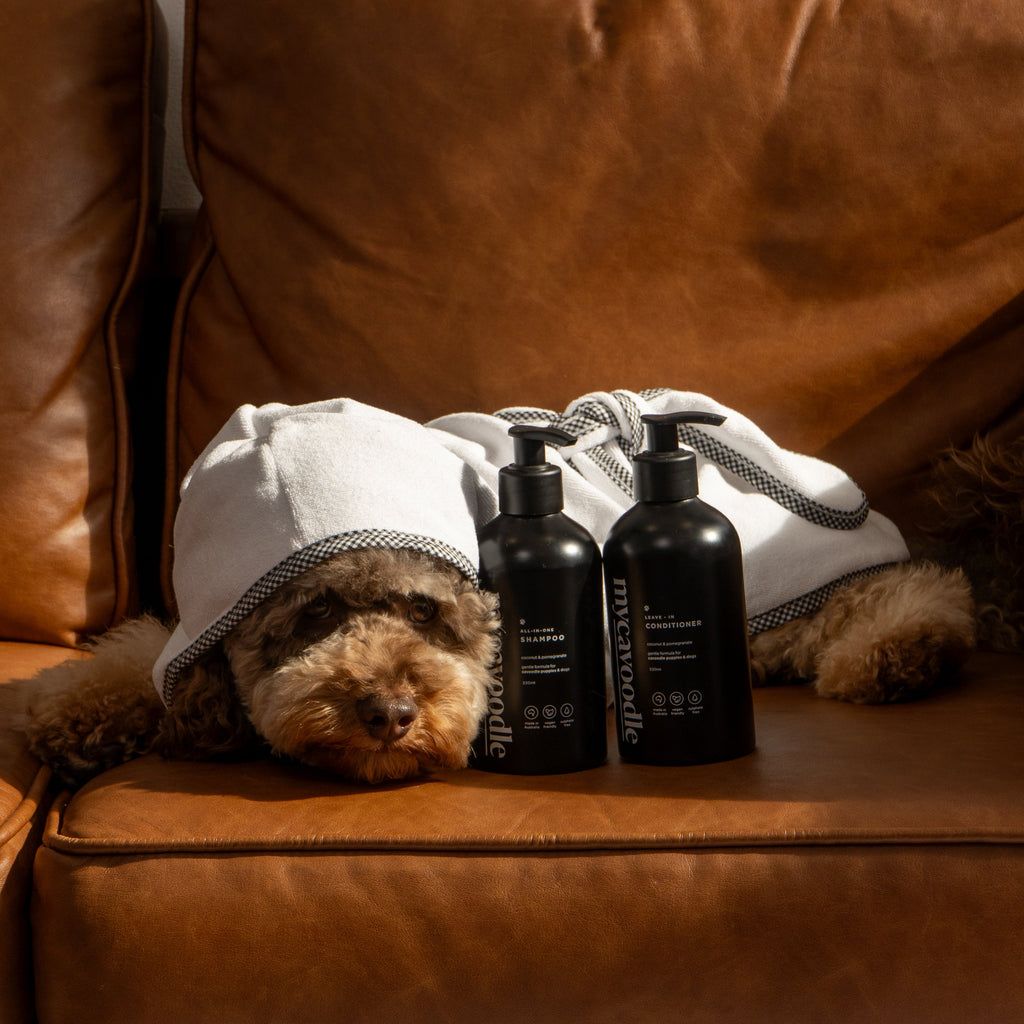 Dog wrapped in a dog robe with two black bottles of Shampoo and Dog Conditioner on a brown leather couch