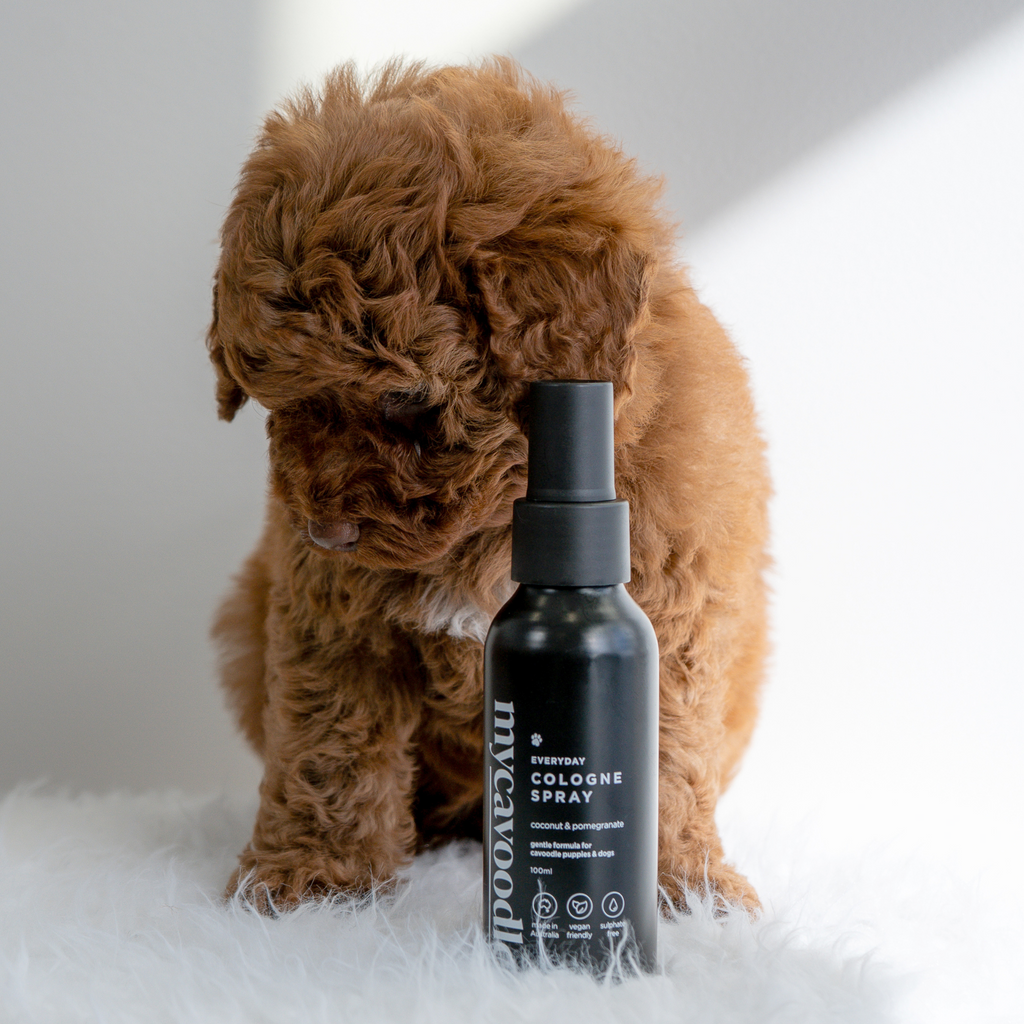 Brown cavoodle puppy standing next to a bottle of 'mycavoodle' cologne spray on a white surface.