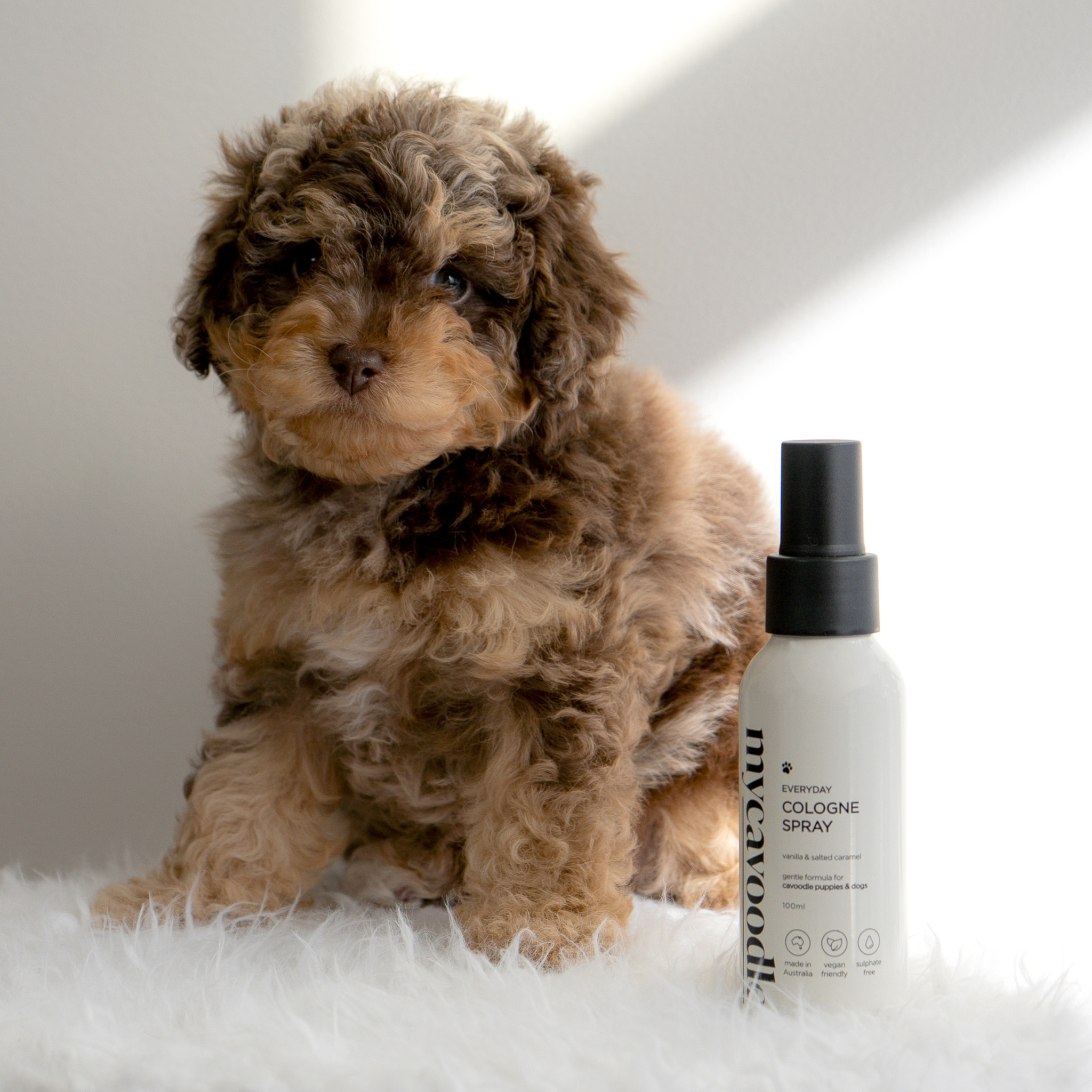 Vanilla Salted Caramel Cavoodle Cologne Spray 100ml