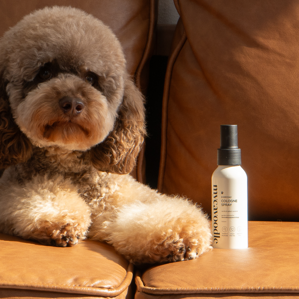 Cavoodle Dog sitting on a brown leather couch next to a bottle of dog cologne spray.