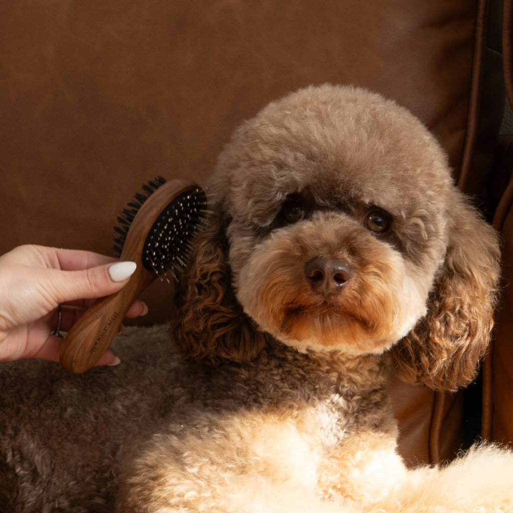 Brown cavoodle dog being groomed with a brush held by a hand against a brown background