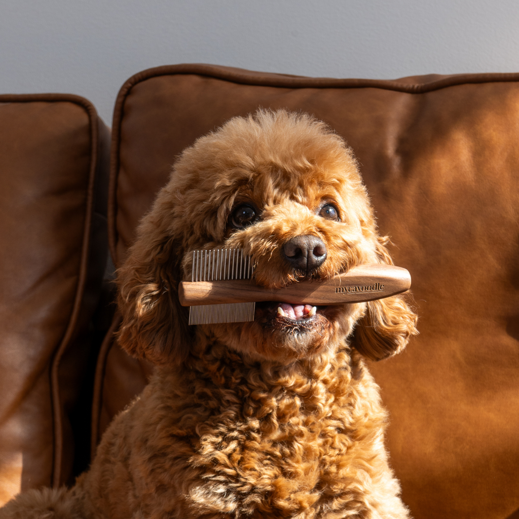 Brown dog holding a wooden comb in its mouth on a brown leather couch.