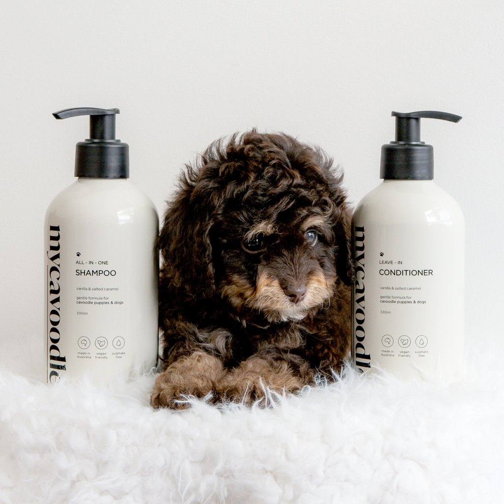 Puppy between two bottles of Mycavoodle shampoo and conditioner in Vanilla and Salted Caramel set on a white background