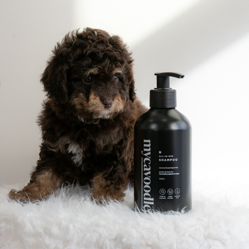Puppy sitting next to a bottle of mycavoodle Coconut and Pomegranate Dog shampoo on a white surface