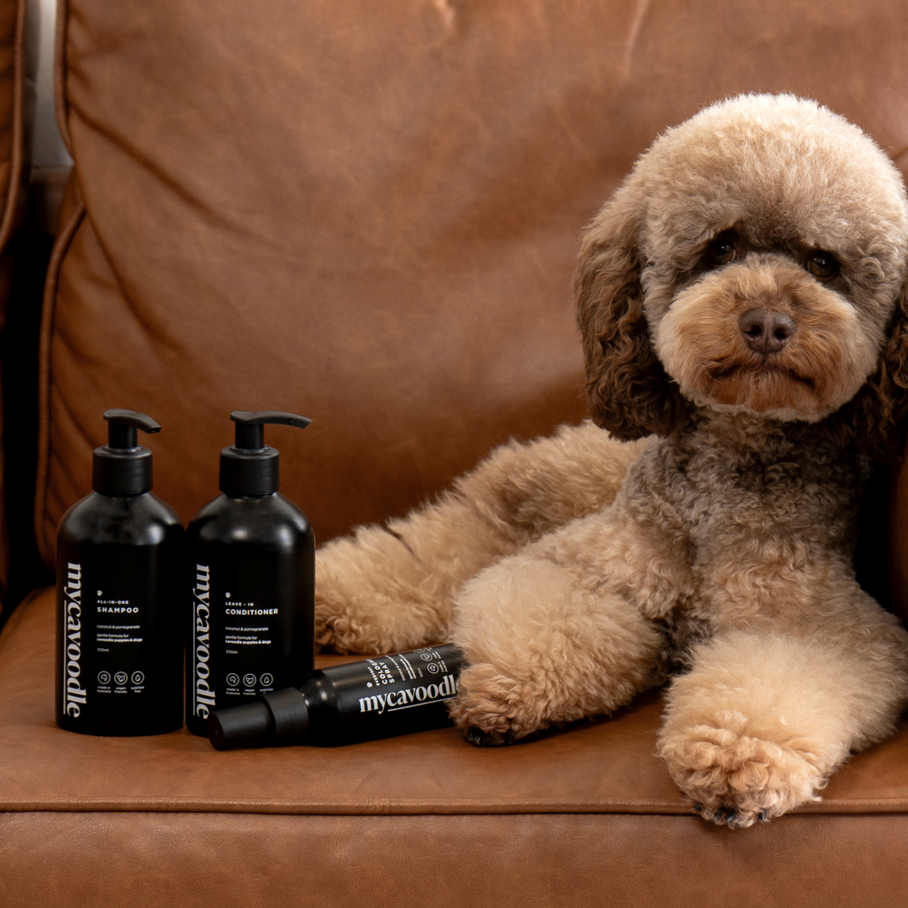 Dog sitting on a brown leather couch with dog shampoo, conditioner and a dog cologne spray in black bottles