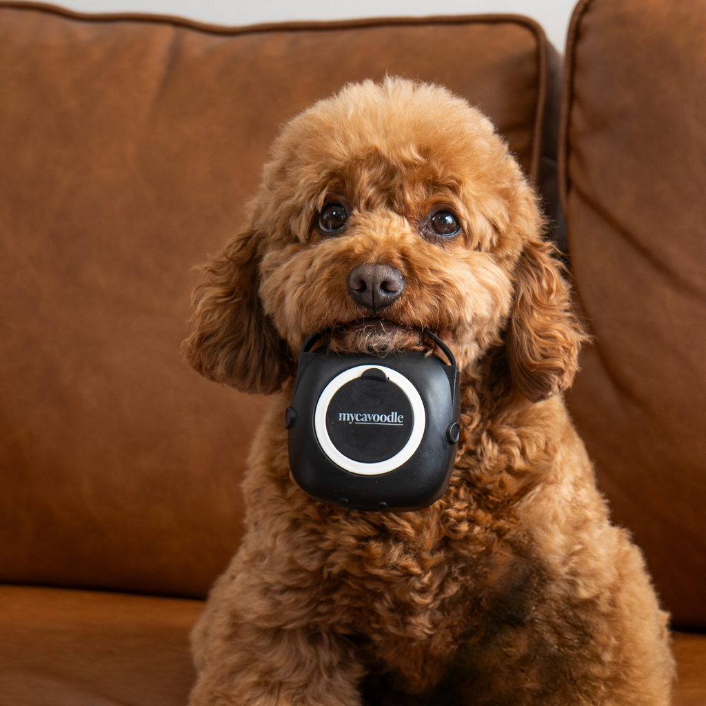 Brown cavoodle dog holding the silicon cavoodle brush in it's mouth in front of a brown couch.