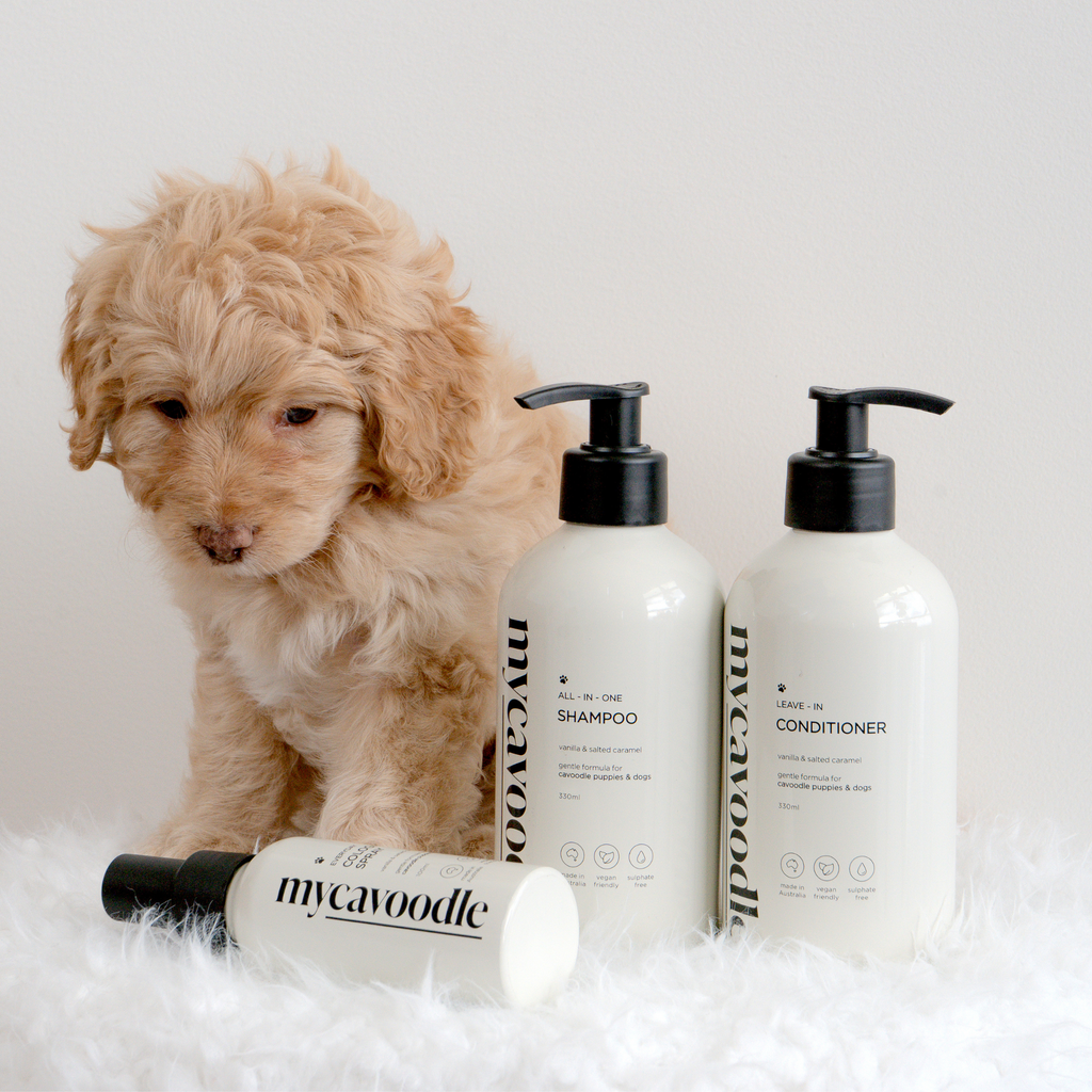 Puppy with mycavoodle dog shampoo, conditioner, and cologne bottles on a white background