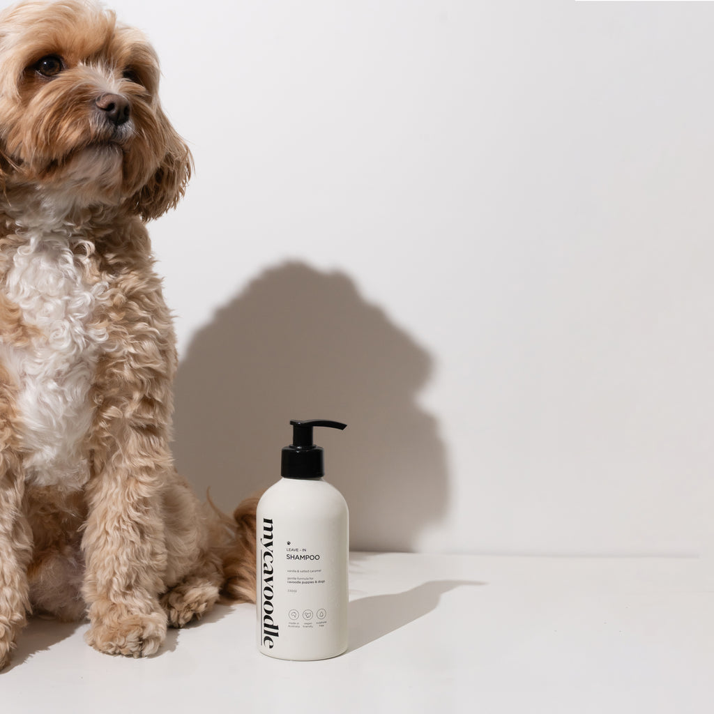 Cavoodle Dog sitting next to a bottle of Mycavoodle dog shampoo on a white background