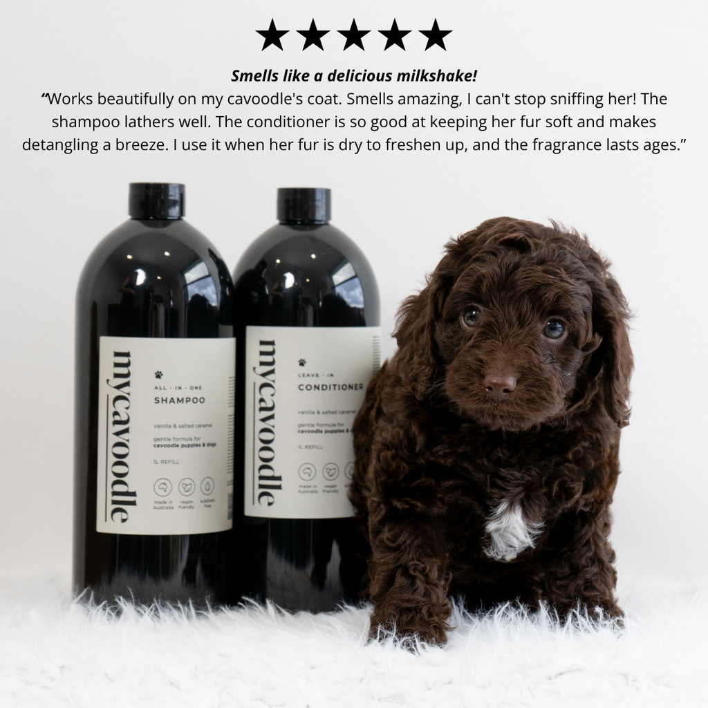 Two bottles of mycavoodle dog shampoo and conditioner products with a cavoodle puppy next to them on a white background.