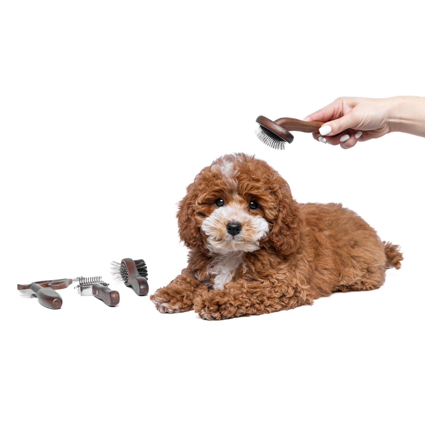 Best brush for cavoodle hot sale