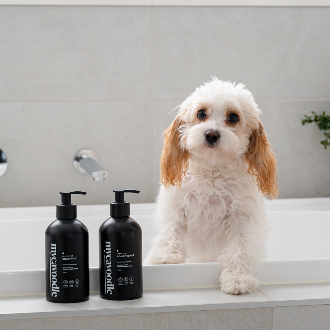 Best shampoo for poodles australia hot sale