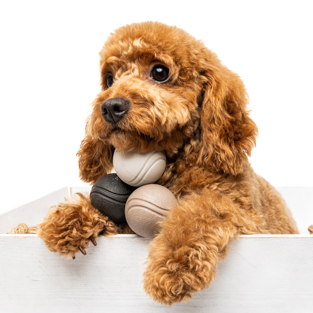 Cavoodle best sale stuffed toy