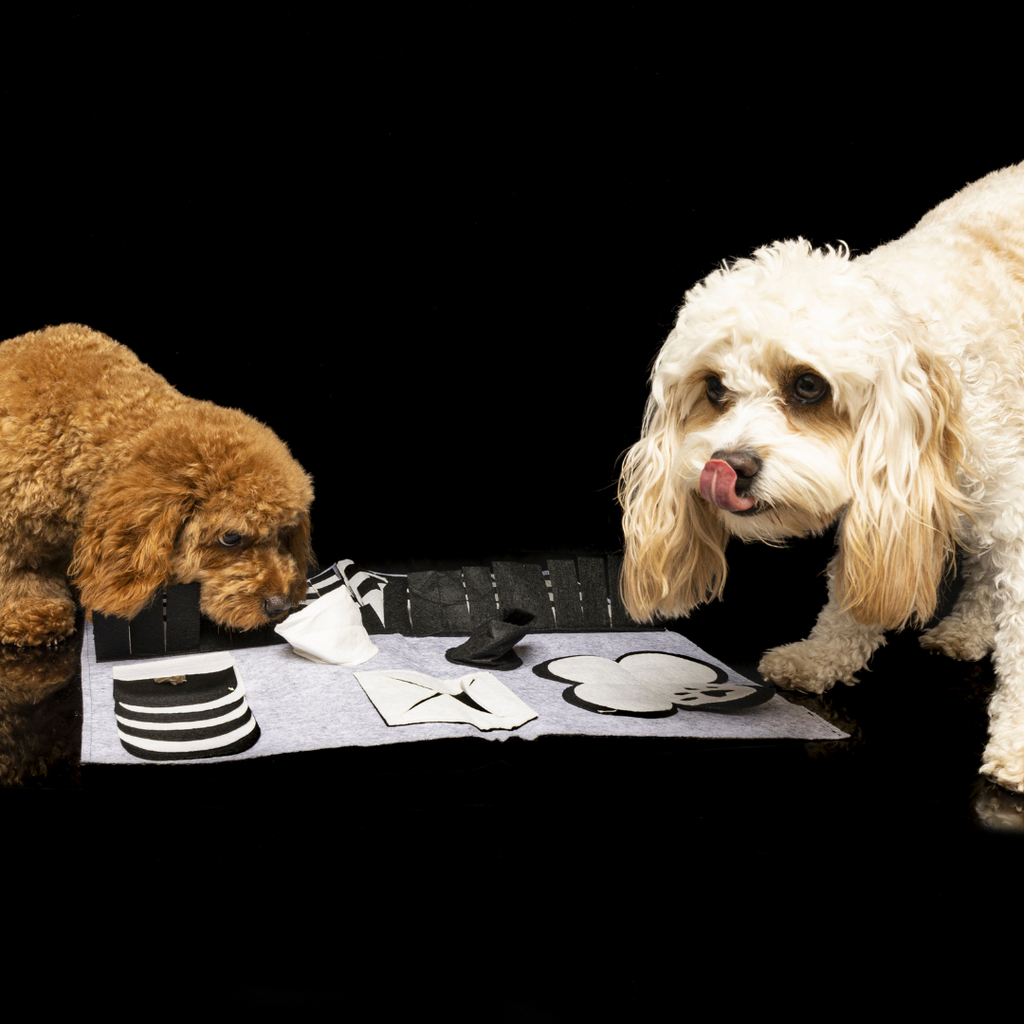 2 cavoodle dogs sniffing a snuffle mat