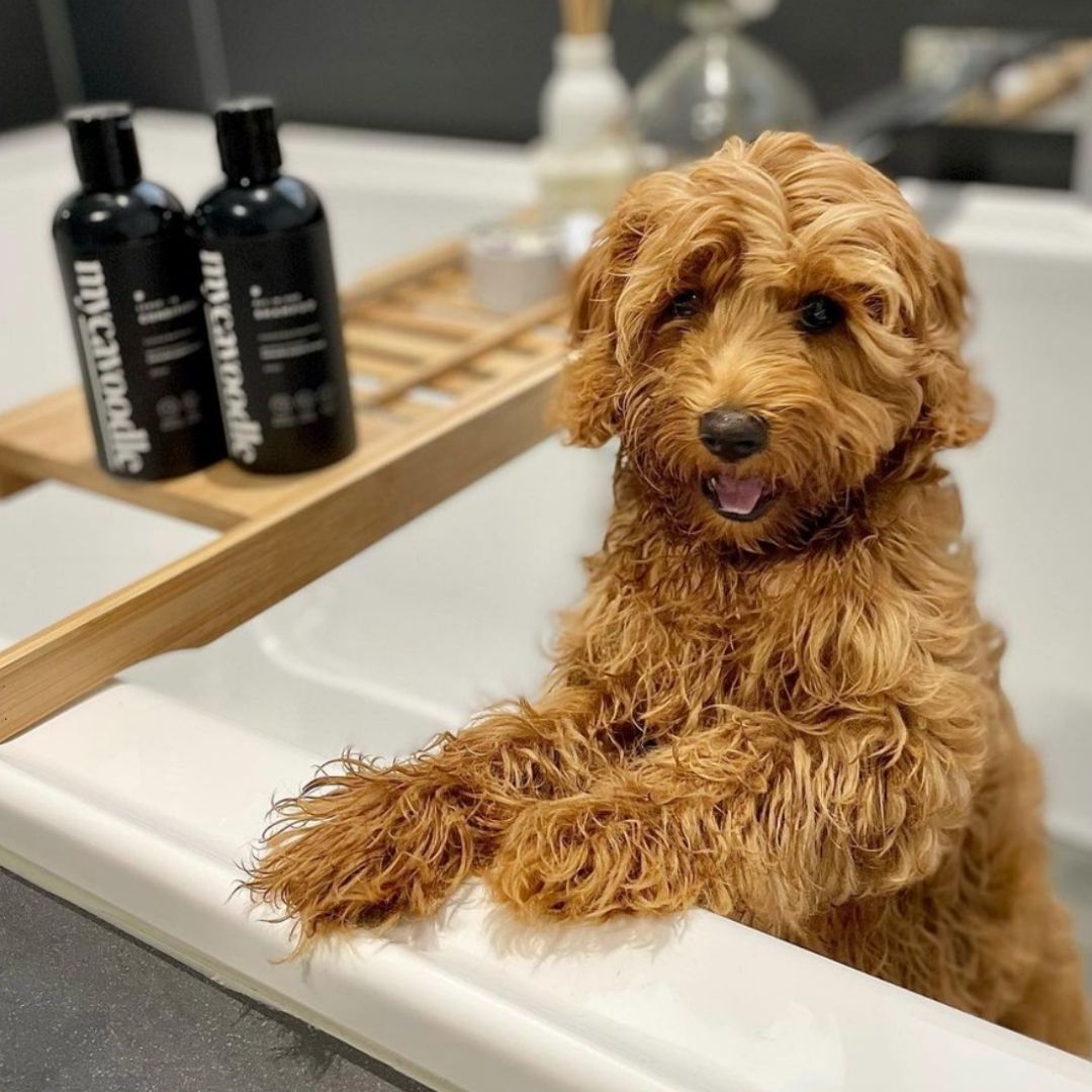 Shampoo Conditioner Set Coconut Pomegranate 330ml